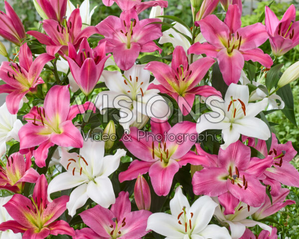 Lilium OT Hybride mix