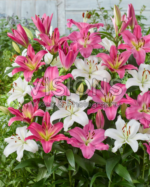 Lilium OT Hybride mix Lilium OT Hybride mix