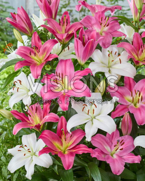 Lilium OT Hybride mix