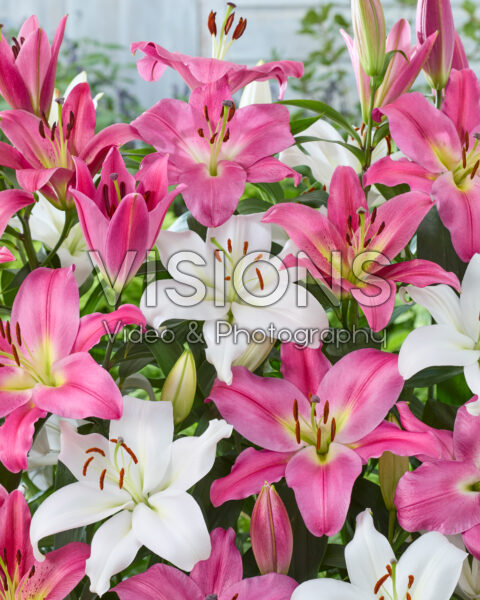 Lilium OT Hybride mix