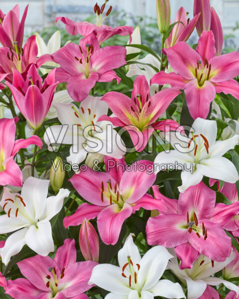Lilium OT Hybride mix