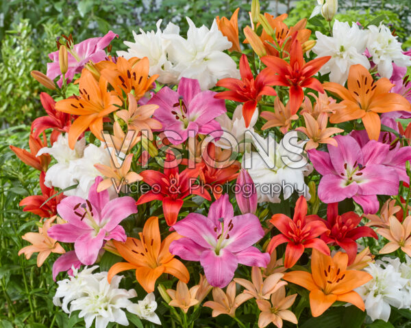 Lilium mixed Lilium mixed