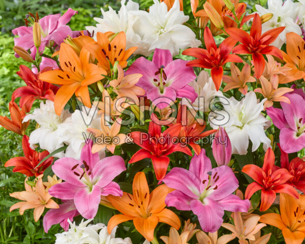 Lilium mixed