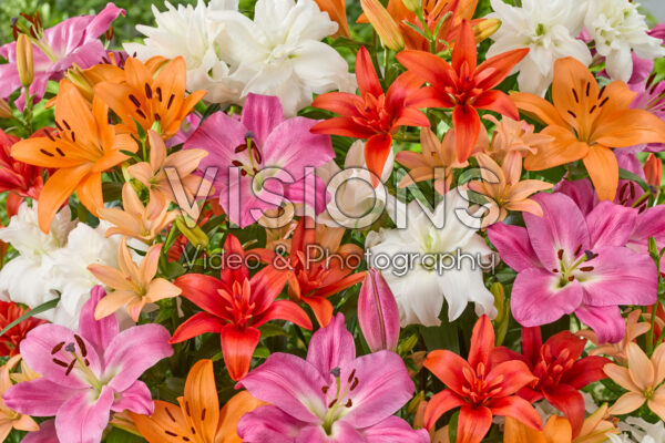 Lilium mixed