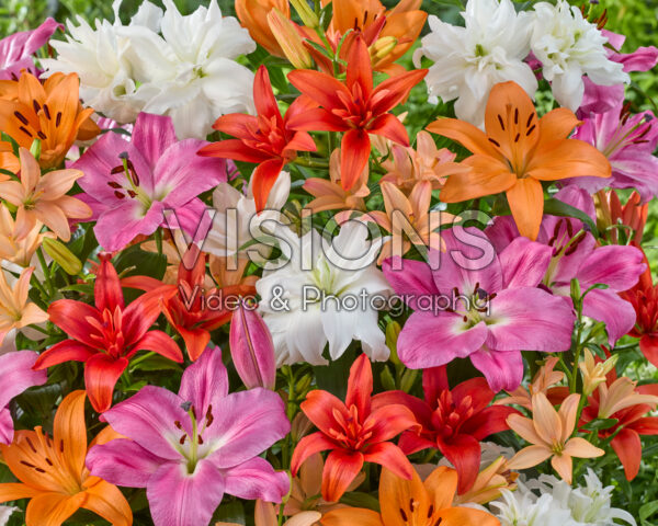 Lilium mixed