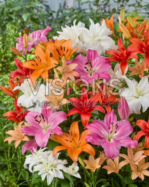 Lilium mixed