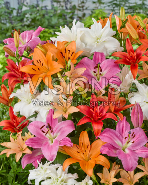 Lilium mixed