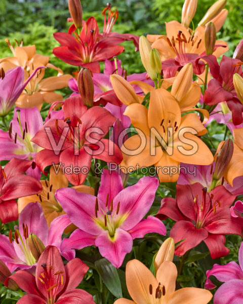 Lilium gemengd Lilium gemengd
