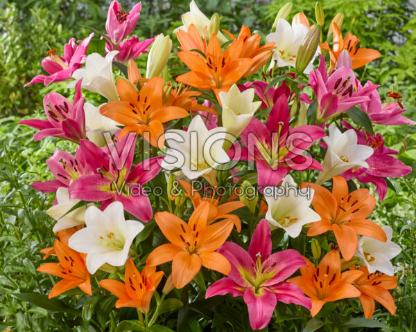 Lilium mixed