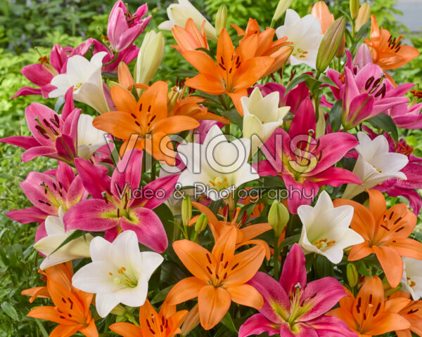 Lilium gemengd