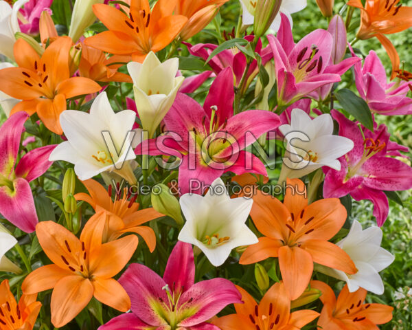 Lilium gemengd