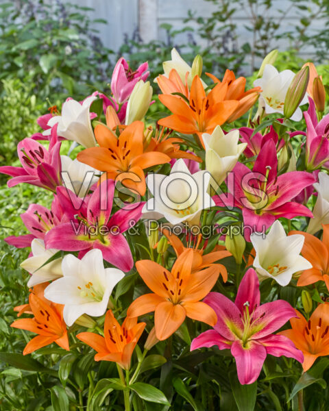 Lilium gemengd