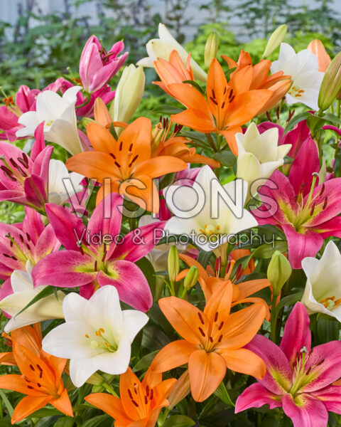 Lilium mixed