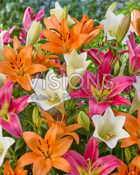 Lilium mixed