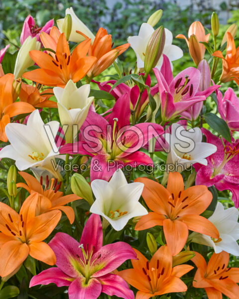 Lilium mixed