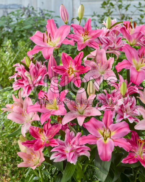 Lilium pink mix