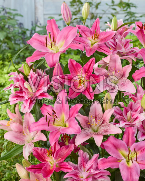 Lilium pink mix