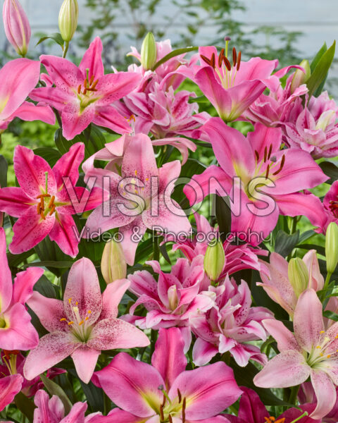 Lilium pink mix