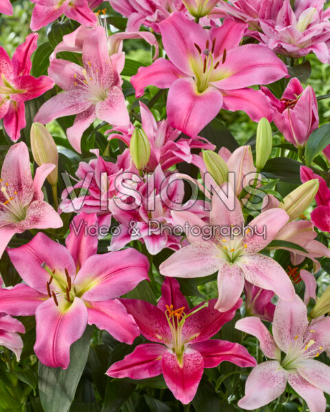 Lilium pink mix