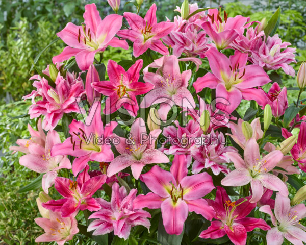 Lilium roze mix