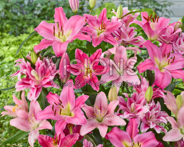Lilium pink mix