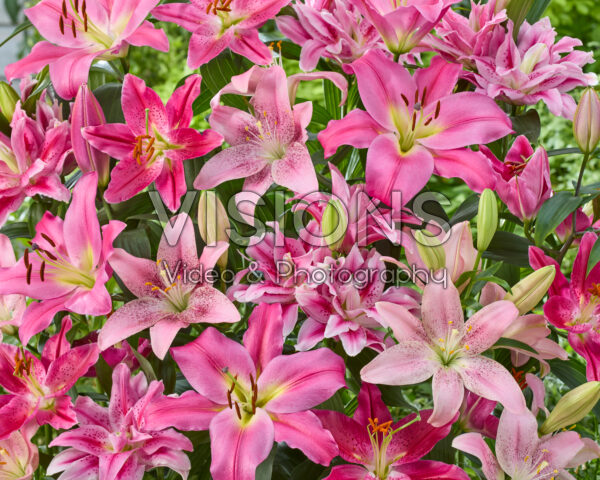 Lilium roze mix
