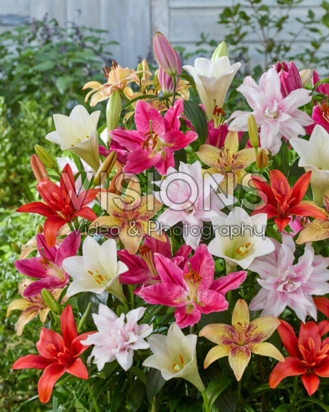 Lilium mixed