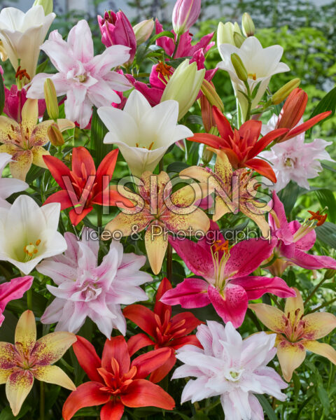 Lilium mixed Lilium mixed