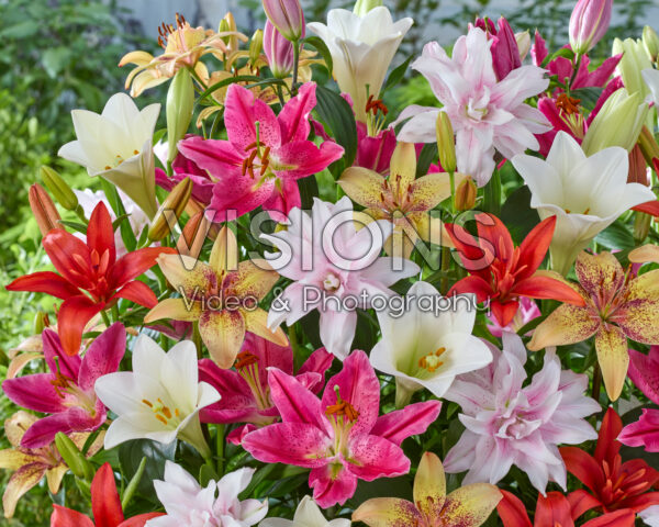 Lilium mixed