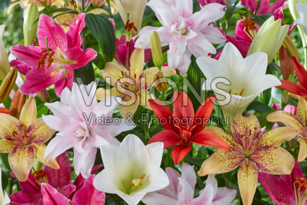 Lilium mixed