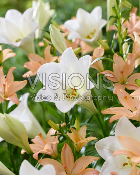 Lilium Watch Up, Pink Cocotte