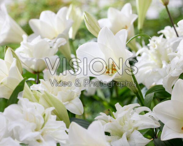 Lilium Watch Up, Roselily Jacintha