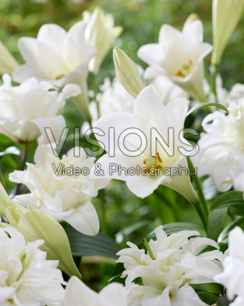 Lilium Watch Up, Roselily Jacintha