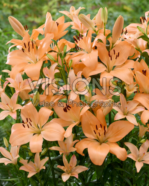 Lilium Pink Cocotte, Menton