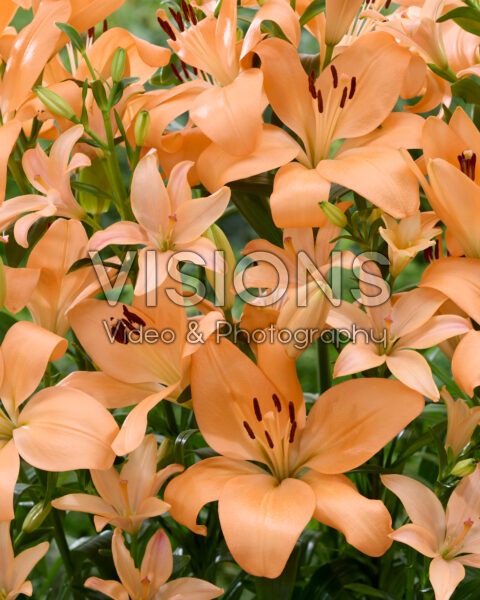 Lilium Pink Cocotte, Menton