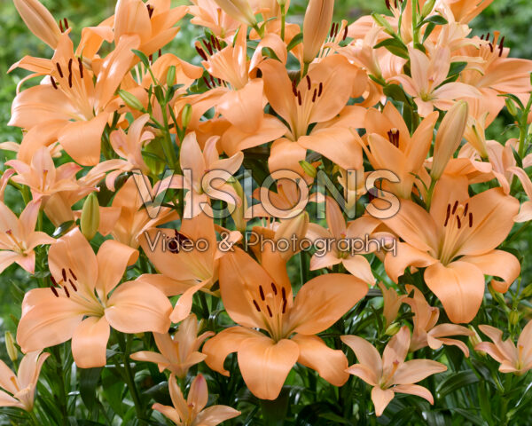 Lilium Pink Cocotte, Menton