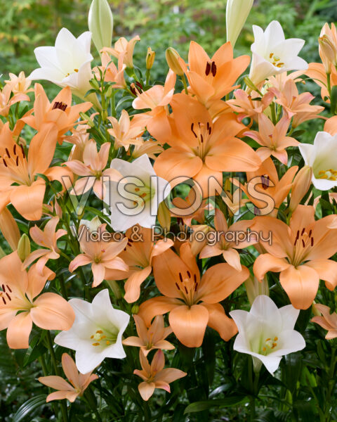 Lilium mixed