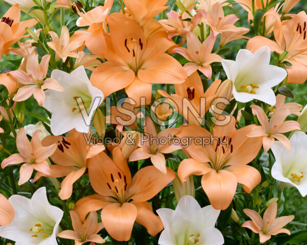 Lilium gemengd