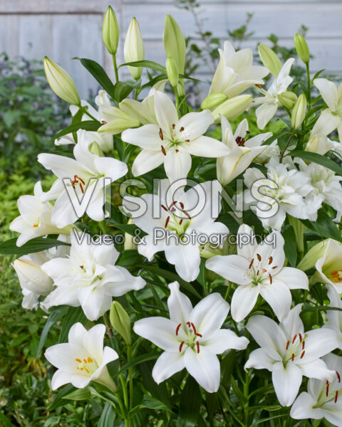 Lilium white mix