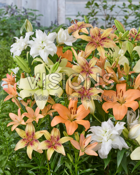 Lilium mixed
