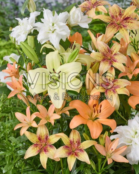 Lilium mixed