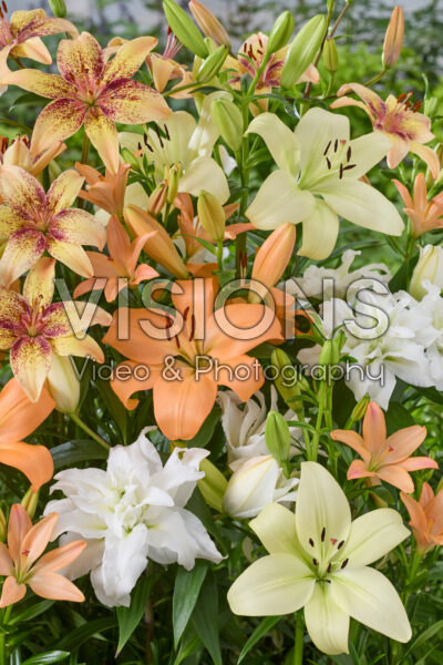 Lilium mixed