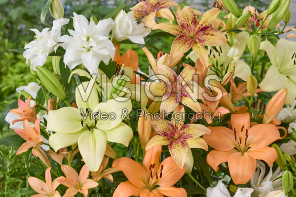 Lilium mixed