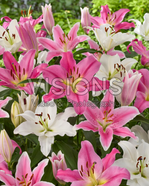 Lilium mix wit en roze