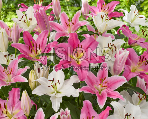Lilium mix wit en roze