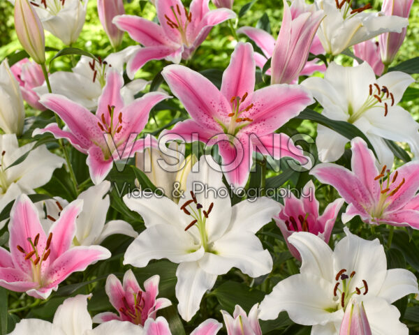Lilium combination white and pink