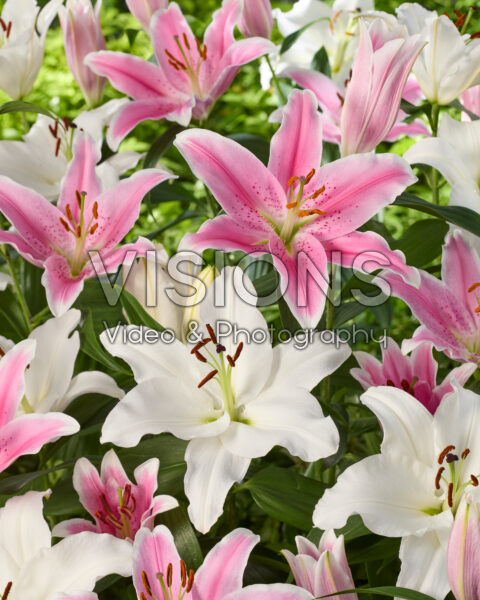 Lilium combination white and pink