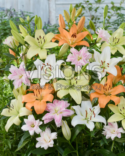 Lilium mixed
