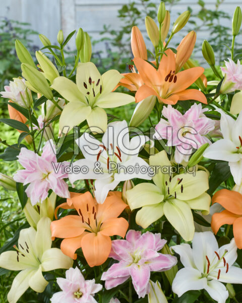 Lilium gemengd