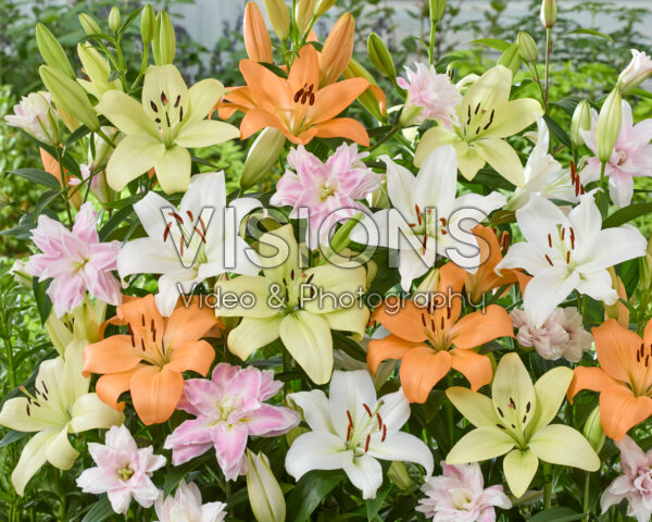 Lilium gemengd